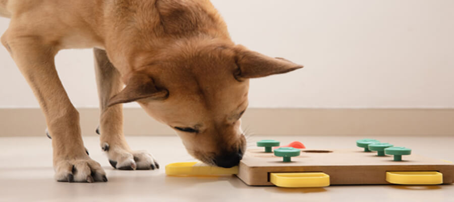 5 Interactive Toys That Will Keep Your Dog Entertained